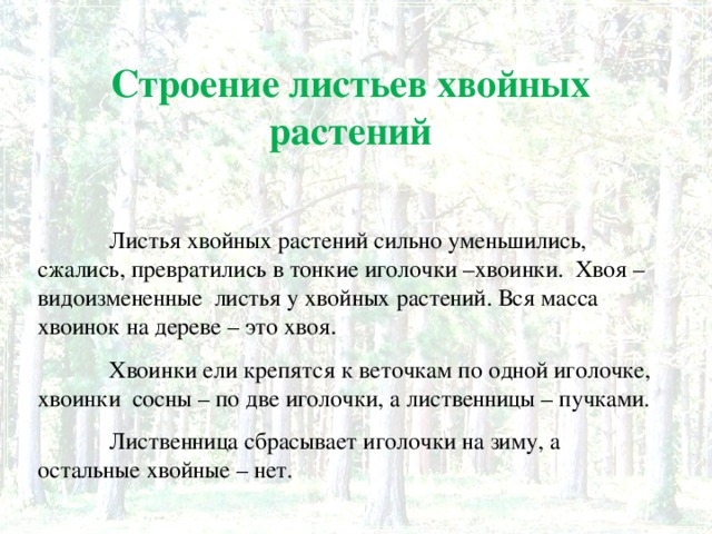 Строение листьев хвойных растений  Листья хвойных растений сильно уменьшились, сжались, превратились в тонкие иголочки –хвоинки. Хвоя – видоизмененные листья у хвойных растений. Вся масса хвоинок на дереве – это хвоя .  Хвоинки ели крепятся к веточкам по одной иголочке, хвоинки сосны – по две иголочки, а лиственницы – пучками.  Лиственница сбрасывает иголочки на зиму, а остальные хвойные – нет.