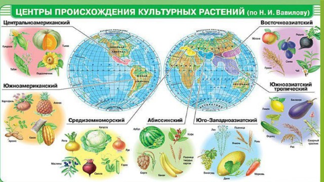 Центры происхождения культурных растений