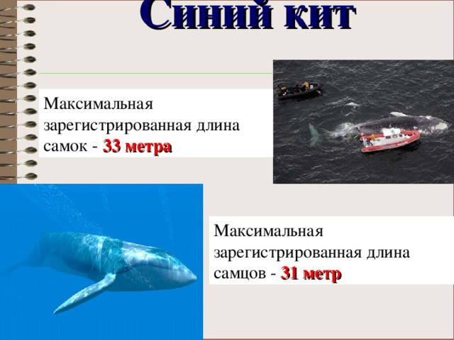 Синий кит   Максимальная зарегистрированная длина самок -  33 метра Максимальная зарегистрированная длина самцов -  31 метр