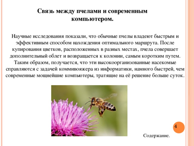 Связь между пчелами и современным компьютером. Научные исследования показали, что обычные пчелы владеют быстрым и эффективным способом нахождения оптимального маршрута. После купирования цветков, расположенных в разных местах, пчела совершает дополнительный облет и возвращается к колонии, самым коротким путем. Таким образом, получается, что эти высокоорганизованные насекомые справляются с задачей коммивояжера из информатики, намного быстрей, чем современные мощнейшие компьютеры, тратящие на её решение больше суток .  Содержание.