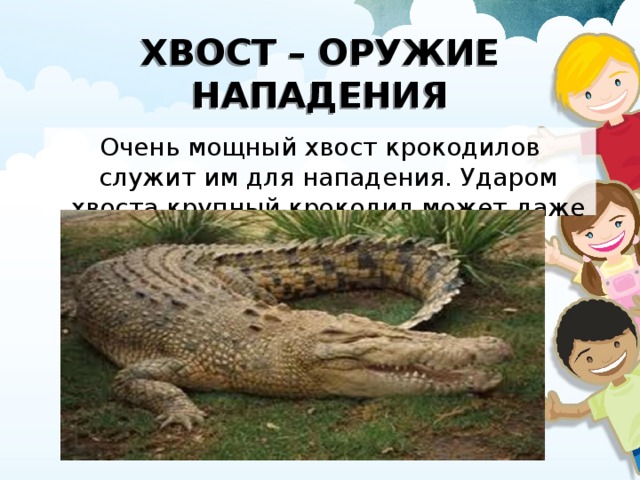 ХВОСТ – ОРУЖИЕ НАПАДЕНИЯ Очень мощный хвост крокодилов служит им для нападения. Ударом хвоста крупный крокодил может даже убить человека.