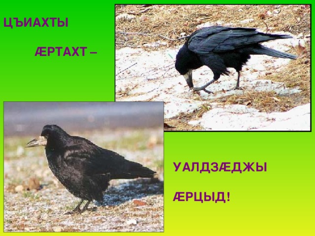 ЦЪИАХТЫ    Æ РТАХТ –   УАЛДЗ Æ ДЖЫ     Æ РЦЫД!