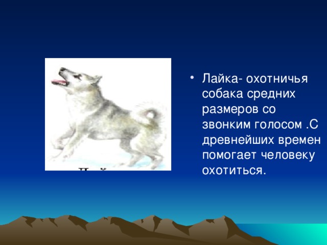 Лайка- охотничья собака средних размеров со звонким голосом .С древнейших времен помогает человеку охотиться.