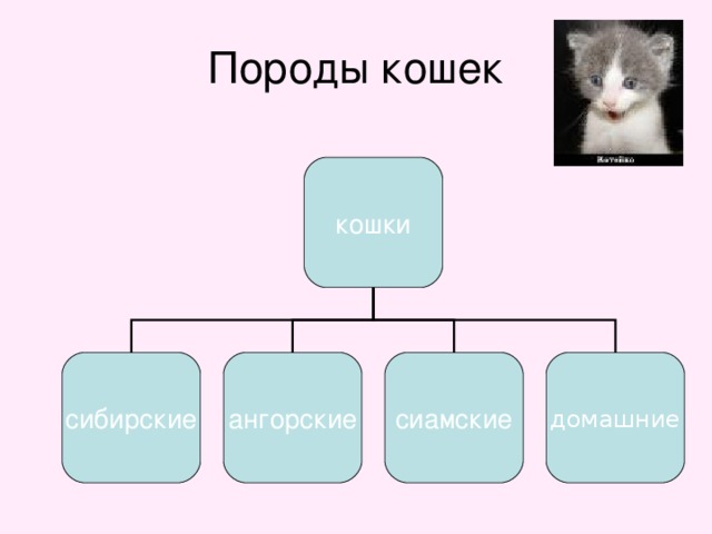 Породы кошек кошки сибирские ангорские сиамские домашние