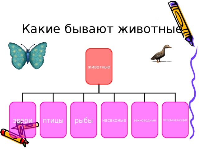 Какие бывают животные. животные звери птицы рыбы насекомые земноводные ПРЕСМЫКАЮЩИЕ