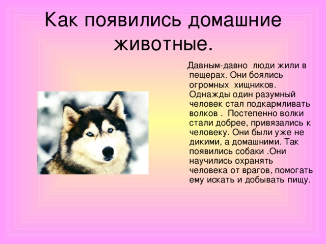 Как появились домашние животные.  Давным-давно люди жили в пещерах. Они боялись огромных хищников. Однажды один разумный человек стал подкармливать волков . Постепенно волки стали добрее, привязались к человеку. Они были уже не дикими, а домашними. Так появились собаки .Они научились охранять человека от врагов, помогать ему искать и добывать пищу.