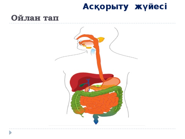 Асқорыту жүйесі Ойлан тап