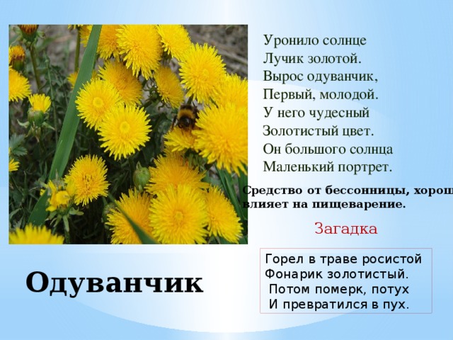 Уронило солнце  Лучик золотой.  Вырос одуванчик,  Первый, молодой.  У него чудесный  Золотистый цвет.  Он большого солнца  Маленький портрет. Средство от бессонницы, хорошо влияет на пищеварение. Загадка Горел в траве росистой Фонарик золотистый.  Потом померк, потух  И превратился в пух. Одуванчик