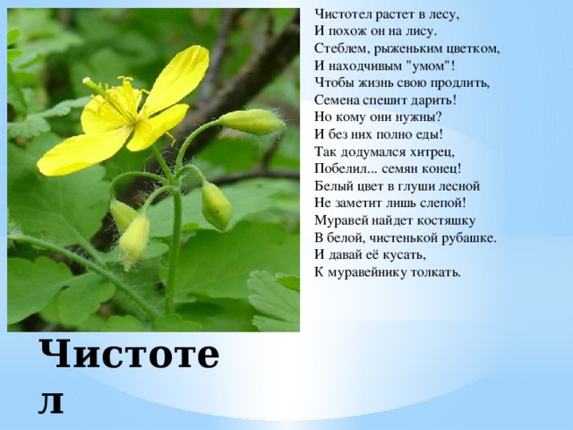 Чистотел растет в лесу,   И похож он на лису.  Стеблем, рыженьким цветком,  И находчивым 