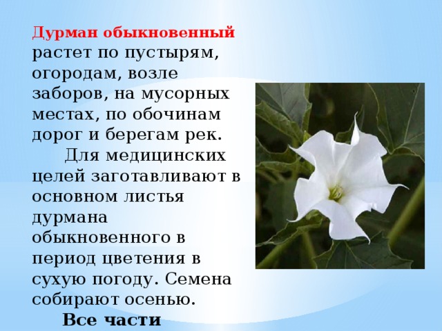 Дурман обыкновенный растет по пустырям, огородам, возле заборов, на мусорных местах, по обочинам дорог и берегам рек.       Для медицинских целей заготавливают в основном листья дурмана обыкновенного в период цветения в сухую погоду. Семена собирают осенью.      Все части растения очень ядовиты.