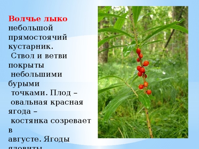 Волчье лыко небольшой прямостоячий кустарник.  Ствол и ветви покрыты  небольшими бурыми  точками. Плод –  овальная красная ягода –  костянка созревает в августе. Ягоды ядовиты.