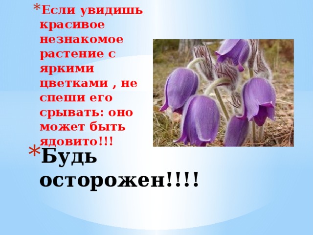 Если увидишь красивое незнакомое растение с яркими цветками , не спеши его срывать: оно может быть ядовито!!! Будь осторожен!!!!