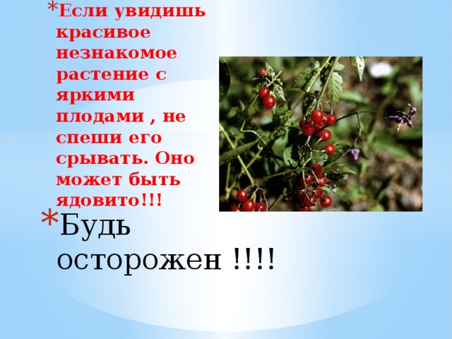 Если увидишь красивое незнакомое растение с яркими плодами , не спеши его срывать. Оно может быть ядовито!!! Будь осторожен !!!!