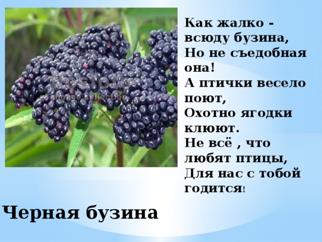 Как жалко - всюду бузина, Но не съедобная она! А птички весело поют, Охотно ягодки клюют. Не всё , что любят птицы, Для нас с тобой годится ! Черная бузина