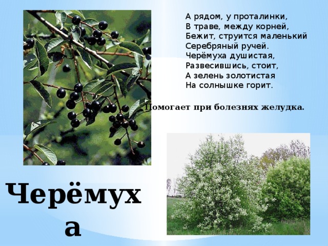 А рядом, у проталинки,   В траве, между корней,   Бежит, струится маленький   Серебряный ручей.   Черёмуха душистая,   Развесившись, стоит,   А зелень золотистая   На солнышке горит. Помогает при болезнях желудка. Черёмуха