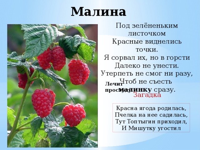 Малина Под зелёненьким листочком  Красные виднелись точки.  Я сорвал их, но в горсти  Далеко не унести.  Утерпеть не смог ни разу,  Чтоб не съесть  малинку  сразу. Лечит простуду. Загадка Красна ягода родилась,  Пчелка на нее садилась,  Тут Топтыгин приходил,  И Мишутку угостил