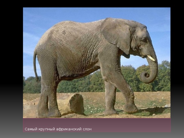 Самый крупный африканский слон