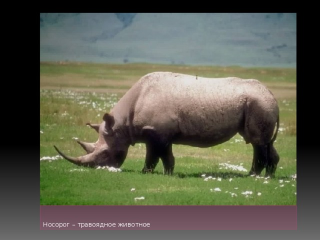 Носорог – травоядное животное