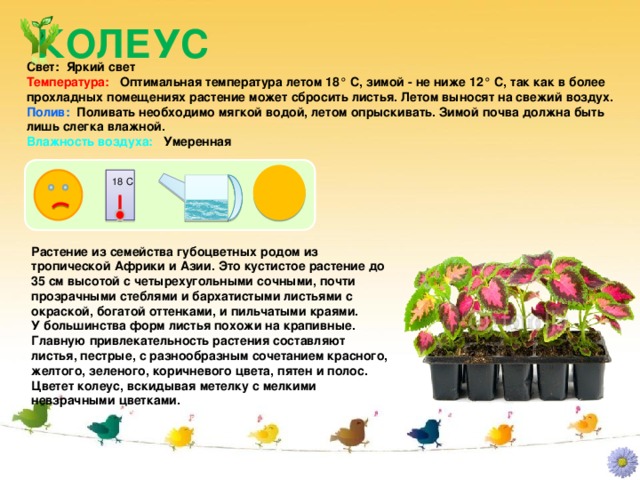 КОЛЕУС Свет: Яркий свет Температура: Оптимальная температура летом 18° С, зимой - не ниже 12° С, так как в более прохладных помещениях растение может сбросить листья. Летом выносят на свежий воздух. Полив: Поливать необходимо мягкой водой, летом опрыскивать. Зимой почва должна быть лишь слегка влажной. Влажность воздуха: Умеренная 18 С Растение из семейства губоцветных родом из тропической Африки и Азии. Это кустистое растение до 35 см высотой с четырехугольными сочными, почти прозрачными стеблями и бархатистыми листьями с окраской, богатой оттенками, и пильчатыми краями. У большинства форм листья похожи на крапивные. Главную привлекательность растения составляют листья, пестрые, с разнообразным сочетанием красного, желтого, зеленого, коричневого цвета, пятен и полос. Цветет колеус, вскидывая метелку с мелкими невзрачными цветками.