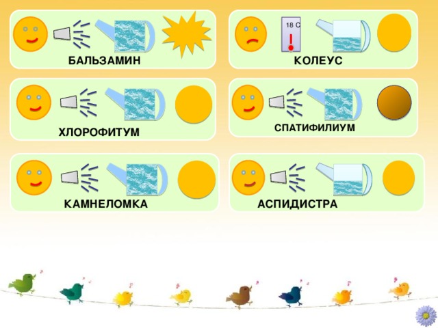 18 С БАЛЬЗАМИН КОЛЕУС СПАТИФИЛИУМ ХЛОРОФИТУМ КАМНЕЛОМКА АСПИДИСТРА