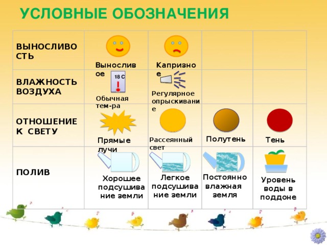 УСЛОВНЫЕ ОБОЗНАЧЕНИЯ  ВЫНОСЛИВОСТЬ    ВЛАЖНОСТЬ ВОЗДУХА ОТНОШЕНИЕ  К  СВЕТУ  ПОЛИВ В ыносливое К апризное  18 С Регулярное опрыскивание Обычная тем-ра Полутень Тень Рассеянный свет Прямые лучи   Постоянно влажная земля Легкое подсушивание земли Хорошее подсушивание земли Уровень воды в поддоне