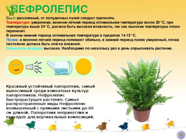 НЕФРОЛЕПИС Свет: рассеянный, от полуденных лучей следует притенять. Температура: умеренная, весенне-летний период оптимальная температура около 20°C, при температуре выше 24°C, должна быть высокая влажность, так как высокие температуры плохо переносит.  В осенне-зимний период оптимальная температура в пределах 14-15°C. Полив: в весенне-летний период поливают обильно, в зимний период полив умеренный, почва постоянно должна быть слегка влажной. Влажность воздуха: высокая. Необходимо по нескольку раз в день опрыскивать растение. Красивый устойчивый папоротник, самый выносливый среди комнатных культур папоротников. Нефролепис быстрорастущее растение. Самые распространенные виды Нефролепис возвышенный с прямыми листьями до 60 см длиной. Папоротник неприхотлив и пригоден для вертикальных композиций.