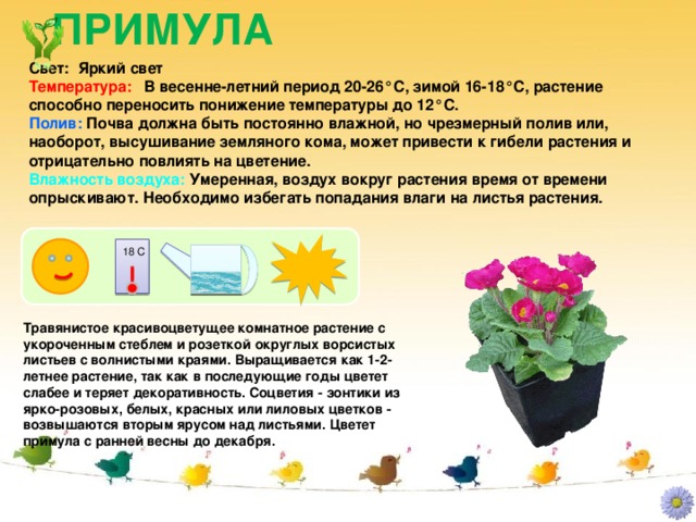 ПРИМУЛА Свет: Яркий свет Температура: В весенне-летний период 20-26°C, зимой 16-18°C, растение способно переносить понижение температуры до 12°C. Полив: Почва должна быть постоянно влажной, но чрезмерный полив или, наоборот, высушивание земляного кома, может привести к гибели растения и отрицательно повлиять на цветение. Влажность воздуха: Умеренная, воздух вокруг растения время от времени опрыскивают. Необходимо избегать попадания влаги на листья растения. 18 С Травянистое красивоцветущее комнатное растение с укороченным стеблем и розеткой округлых ворсистых листьев с волнистыми краями. Выращивается как 1-2-летнее растение, так как в последующие годы цветет слабее и теряет декоративность. Соцветия - зонтики из ярко-розовых, белых, красных или лиловых цветков - возвышаются вторым ярусом над листьями. Цветет примула с ранней весны до декабря.