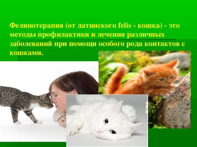 Фелинотерапия (от латинского felis - кошка) - это методы профилактики и лечения различных заболеваний при помощи особого рода контактов с кошками.