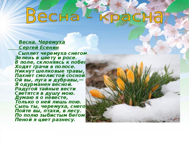 Весна. Черемуха  Сергей Есенин  Сыплет черемуха снегом,  Зелень в цвету и росе.  В поле, склоняясь к побегам,  Ходят грачи в полосе.  Никнут шелковые травы,  Пахнет смолистой сосной.  Ой вы, луга и дубравы,—  Я одурманен весной.  Радугой тайные вести  Светятся в душу мою.  Думаю я о невесте,  Только о ней лишь пою.  Сыпь ты, черемуха, снегом,  Пойте вы, птахи, в лесу.  По полю зыбистым бегом  Пеной я цвет разнесу.  