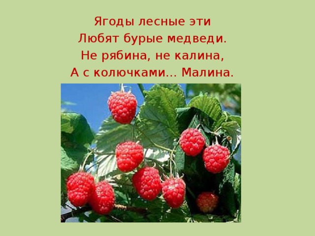 Ягоды лесные эти Любят бурые медведи. Не рябина, не калина, А с колючками... Малина.