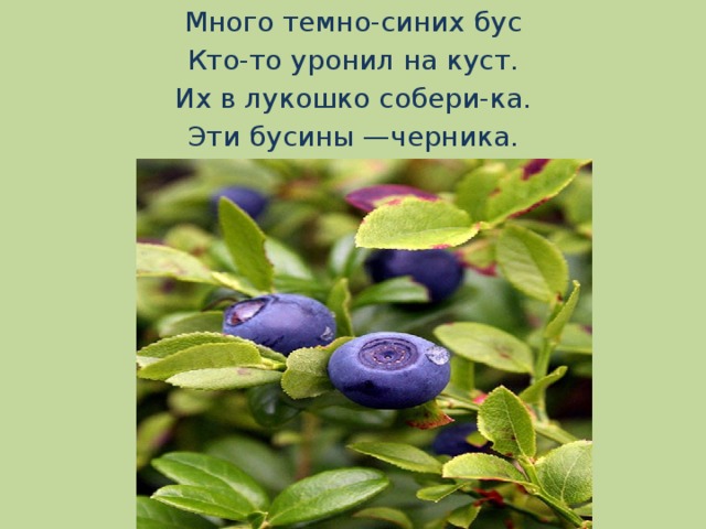 Много темно-синих бус Кто-то уронил на куст. Их в лукошко собери-ка. Эти бусины —черника.