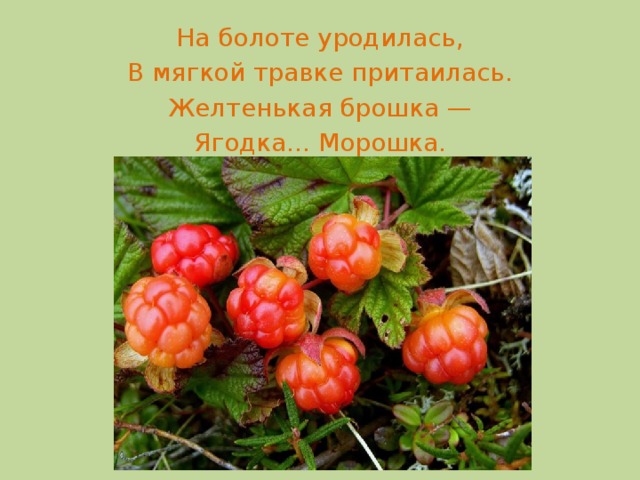 На болоте уродилась, В мягкой травке притаилась. Желтенькая брошка — Ягодка... Морошка.