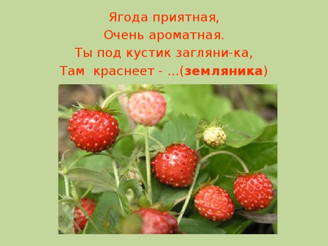 Ягода приятная, Очень ароматная. Ты под кустик загляни-ка, Там  краснеет - ...( земляника )    