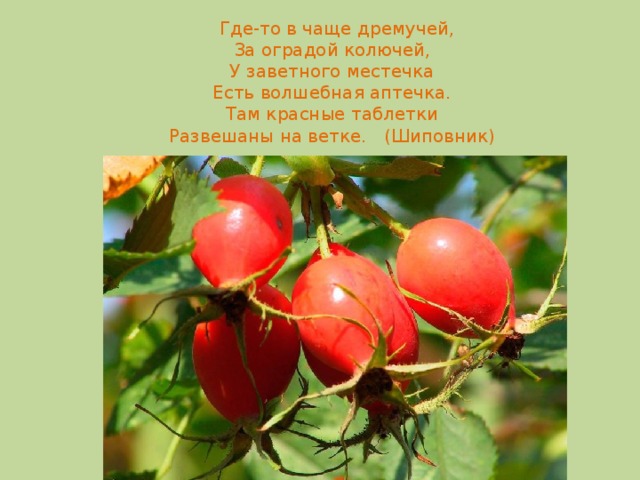 Где-то в чаще дремучей,  За оградой колючей,  У заветного местечка  Есть волшебная аптечка.  Там красные таблетки  Развешаны на ветке. (Шиповник)