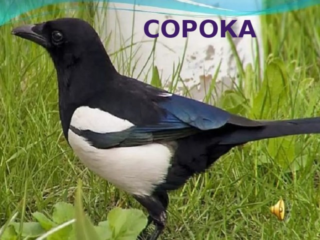 СОРОКА