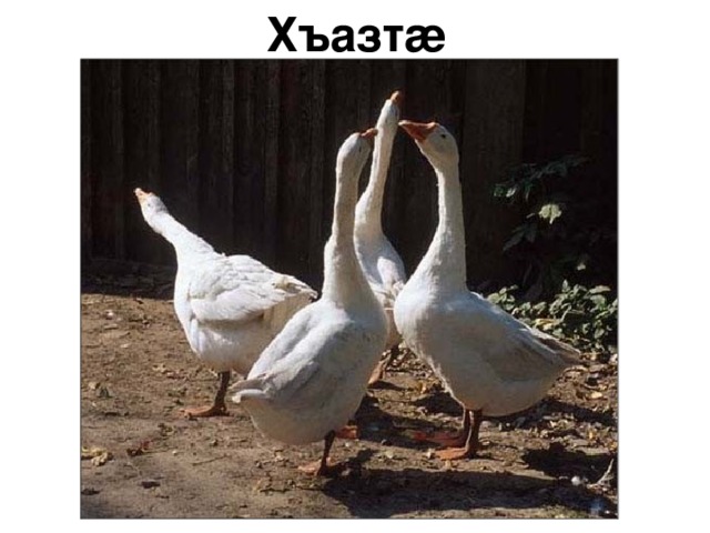 Хъазт æ