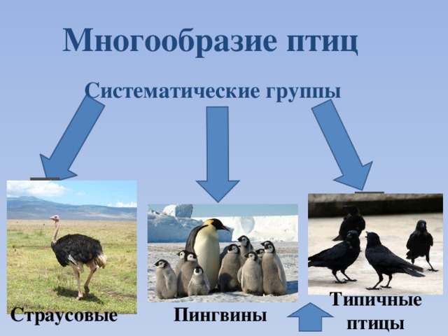 Многообразие птиц Систематические группы Типичные птицы Пингвины Страусовые