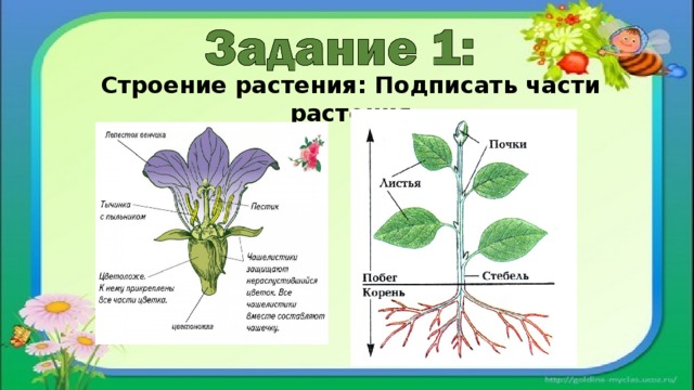 Строение растения: Подписать части растения