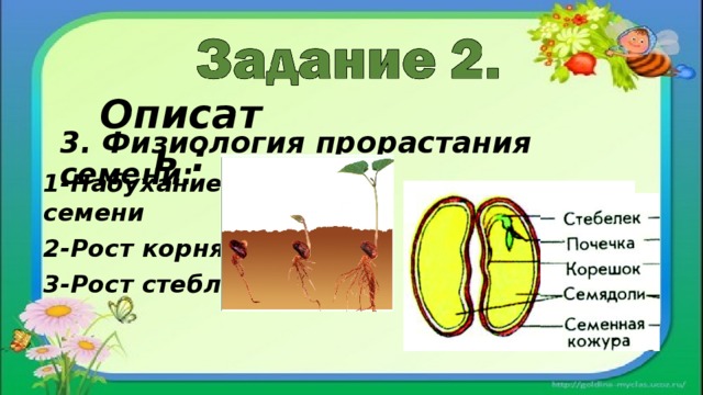 Описать : 3. Физиология прорастания семени: 1-Набухание семени 2-Рост корня 3-Рост стебля