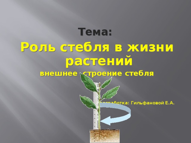 Тема:  Роль стебля в жизни растений внешнее строение стебля    разработка: Гильфановой Е.А.