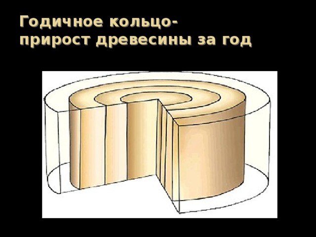 Годичное кольцо-  прирост древесины за год На срезе дерева видны слои древесины. Каждый образовался из камбия за один летний сезон.