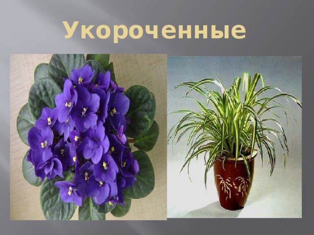 Укороченные