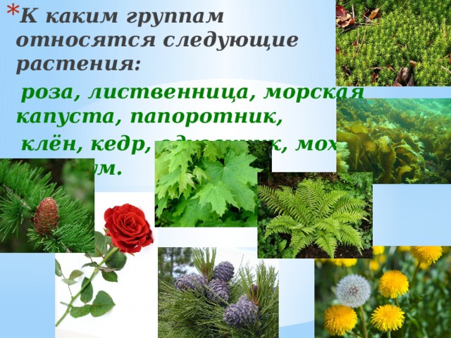 К каким группам относятся следующие растения: