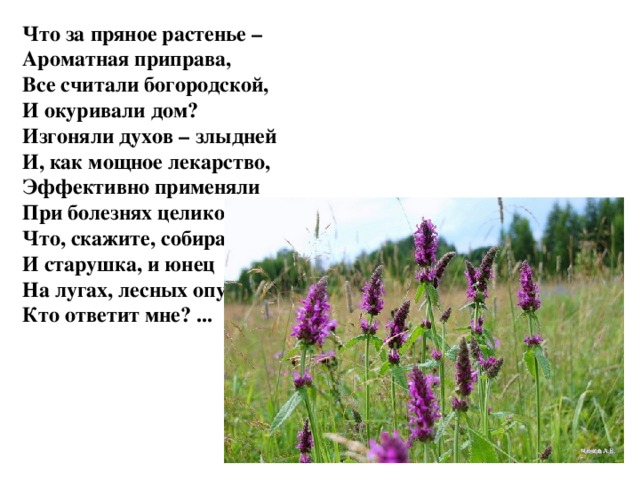 Что за пряное растенье – Ароматная приправа, Все считали богородской, И окуривали дом? Изгоняли духов – злыдней И, как мощное лекарство, Эффективно применяли При болезнях целиком? Что, скажите, собирает И старушка, и юнец На лугах, лесных опушках?.. Кто ответит мне? ...