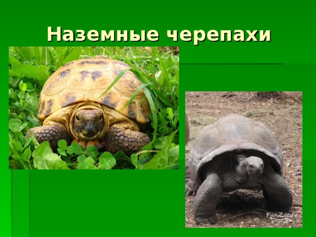 Наземные черепахи