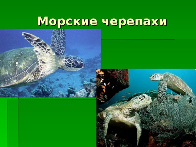 Морские черепахи