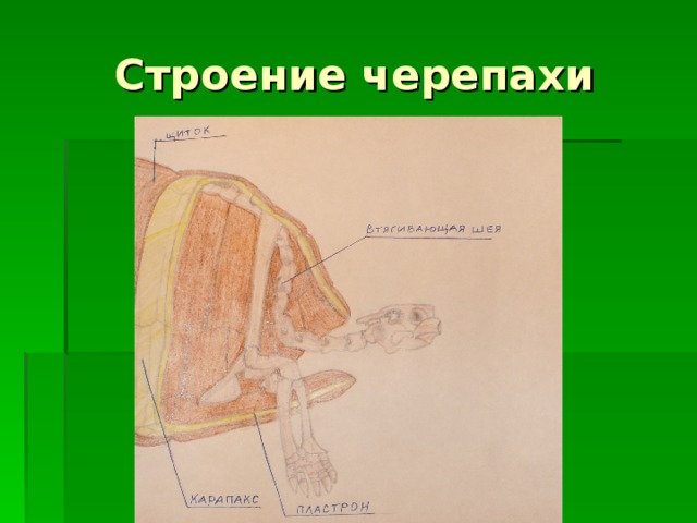 Строение черепахи