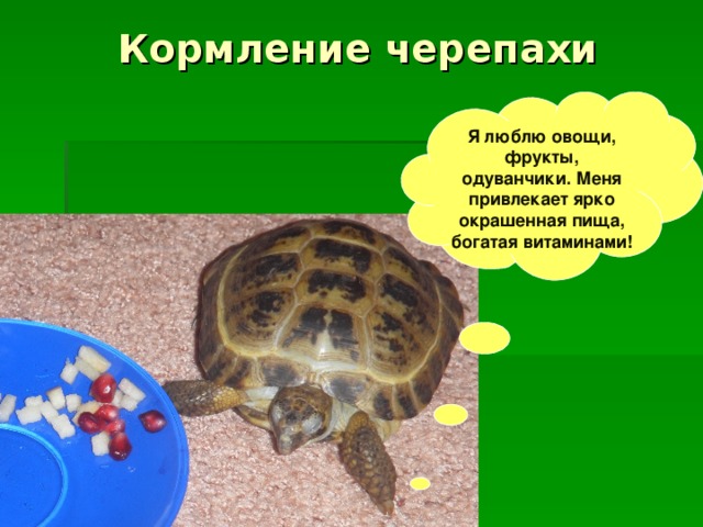 Значение черепах в природе и жизни человека. Среднеазиатская черепаха малыш. Черепаха для детей. Черепаха черепаха черепаха. Наземная черепаха для детей.