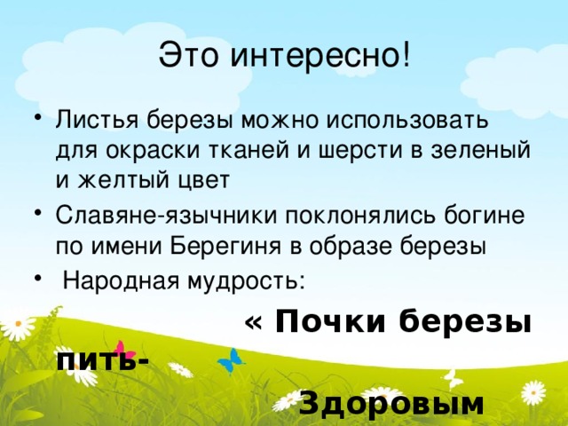 Это интересно! Листья березы можно использовать для окраски тканей и шерсти в зеленый и желтый цвет Славяне-язычники поклонялись богине по имени Берегиня в образе березы  Народная мудрость:  « Почки березы пить-  Здоровым быть!»