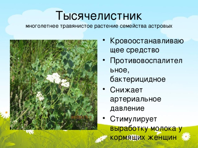 Лекарственные травы казахстана
